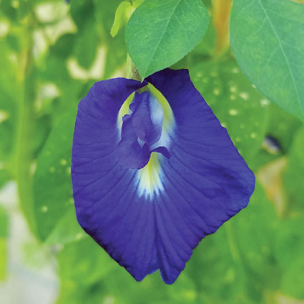 Butterfly-Blue-Pea-In-India